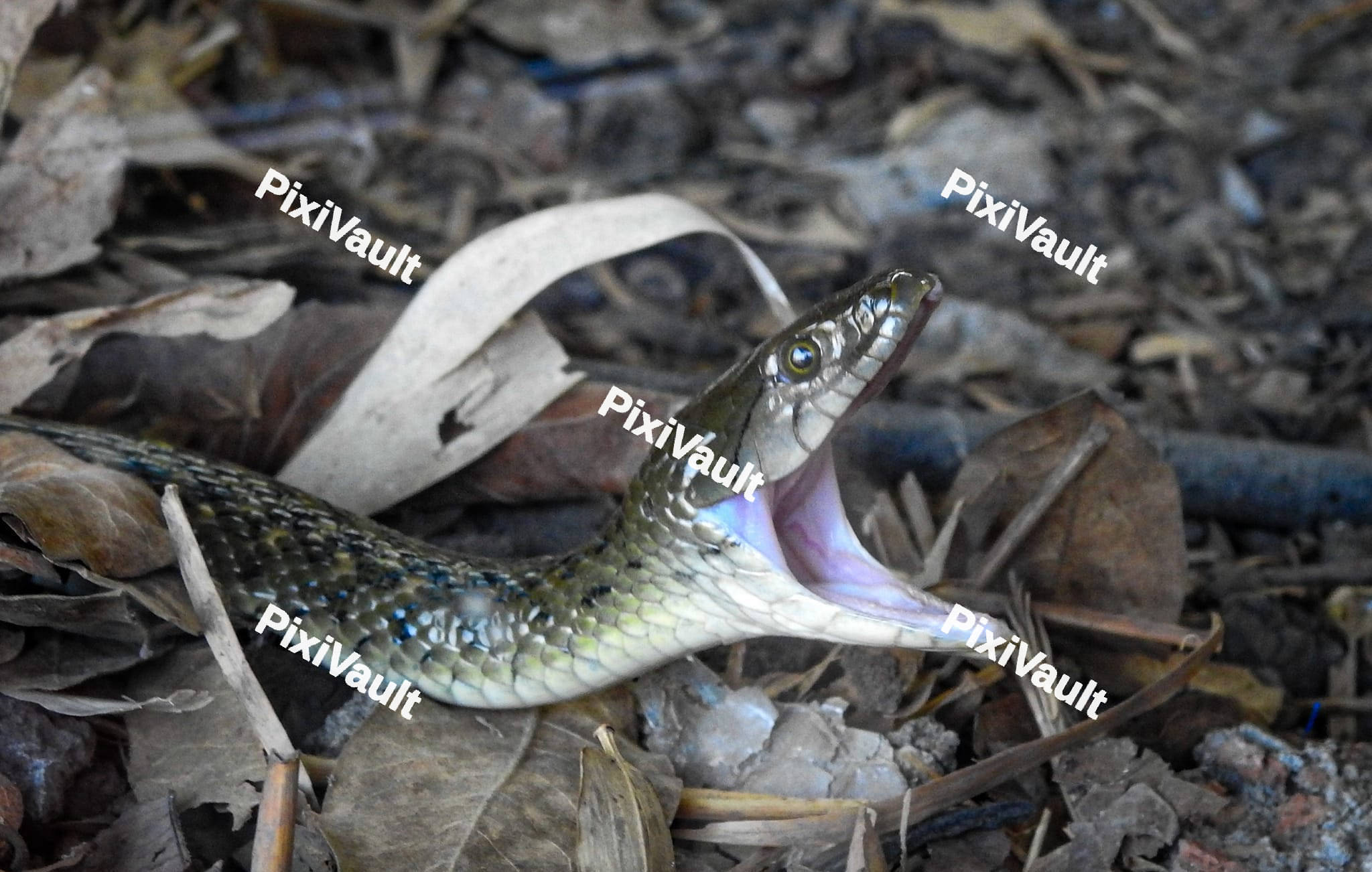 Checkered keelback snake with open mouth